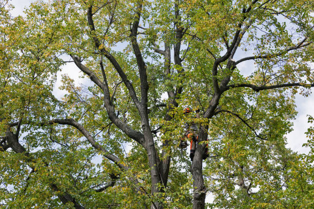 Best Hazardous Tree Removal  in Bridge City, TX